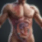 Illustration depicting the gut microbiome