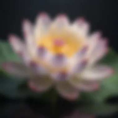 Illustration of a blossoming lotus flower symbolizing growth and healing