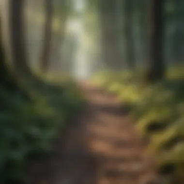 Path to Self-Discovery A vibrant path through a forest, symbolizing personal growth and exploration