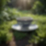 Tea leaves in a serene garden