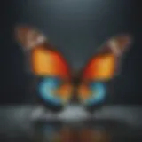 Metamorphosis of a Butterfly