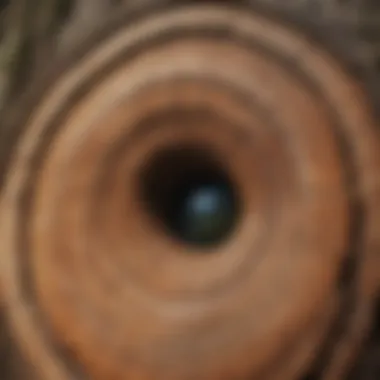 Growth Rings on a Tree Trunk