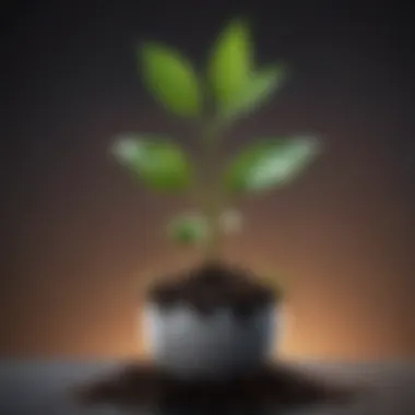 Visual metaphor of a seedling growing into a flourishing plant representing personal growth