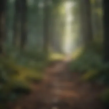 Journey of Growth A path leading through a forest symbolizing personal growth