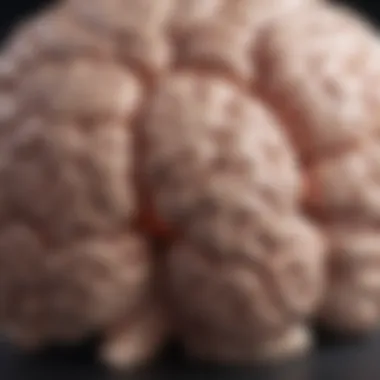 Understanding Stress in the Brain A close-up of a brain with highlighted areas related to stress