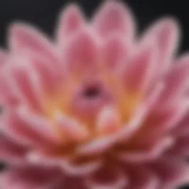 A close-up of a blooming flower, illustrating the delicate beauty of the present moment.