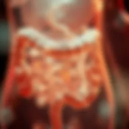 Visual representation of gut microbiota diversity during fasting