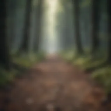 Finding Clarity Amidst Trees Path in the Forest