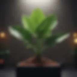 A vibrant plant symbolizing growth and development