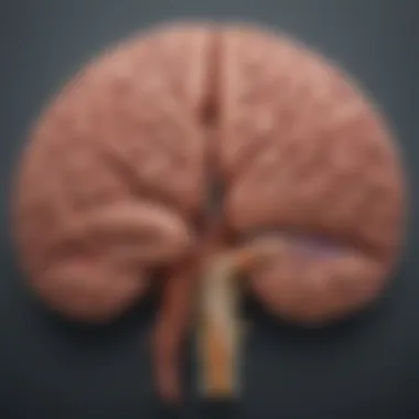 Gut-Brain Connection Explanatory Diagram Gut-Brain Connection Explanatory Diagram
