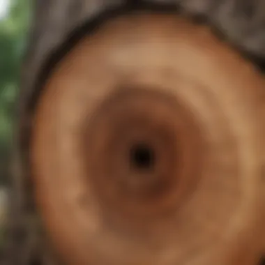 Growth rings on a tree trunk showcasing progress