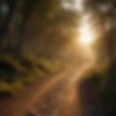 Golden hour light illuminating path