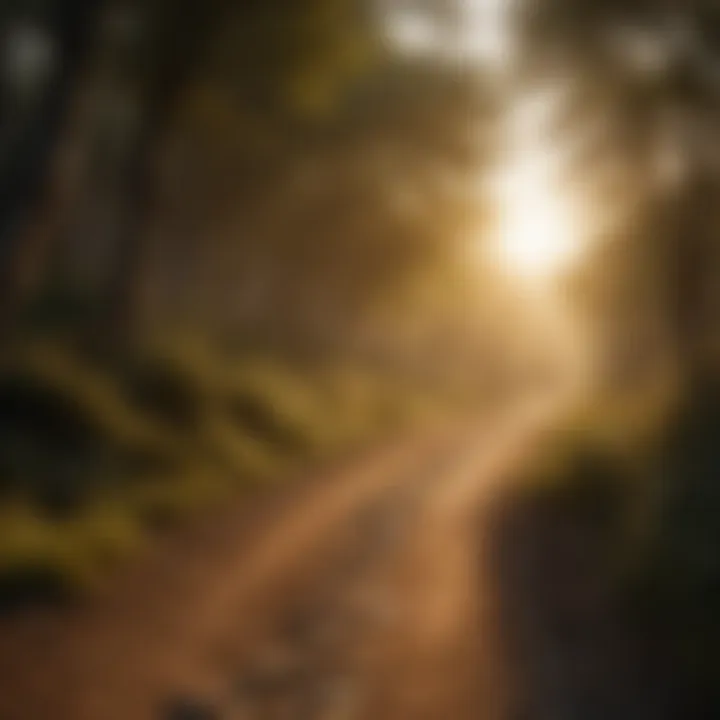 Golden hour light illuminating path