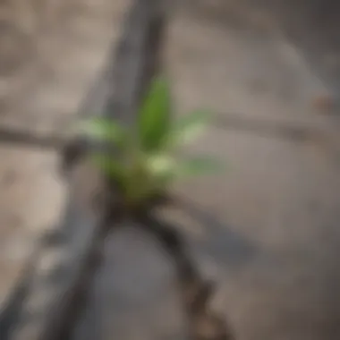 A resilient plant growing through cracks in concrete, symbolizing perseverance.