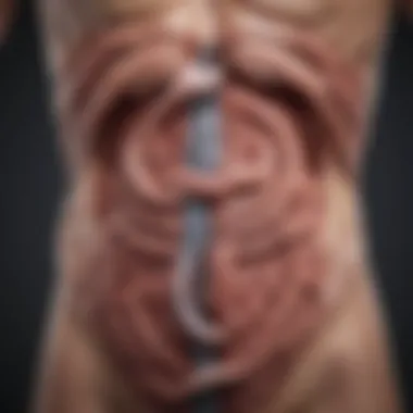 Unraveling the Complexity of Intestinal Barrier Function Intestinal Barrier Function Concept