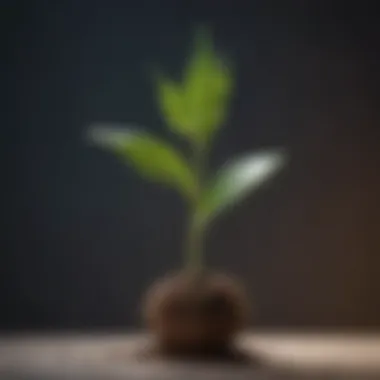 Visual metaphor of a seed sprouting into a plant, metaphor for personal growth and self-awareness