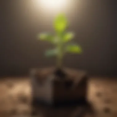 Seedling Growing as a Symbol of Personal Growth