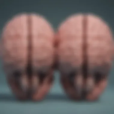 The Intriguing Dichotomy of Brain Hemispheres Abstract illustration of brain hemispheres