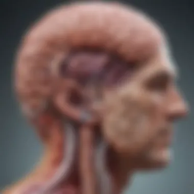 The Gut-Brain Connection Explained Mind and gut connection illustration