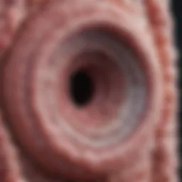 Illustration depicting a microscopic view of intestinal barrier breakdown