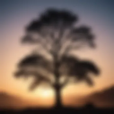 Silhouette of a tree against the morning sky