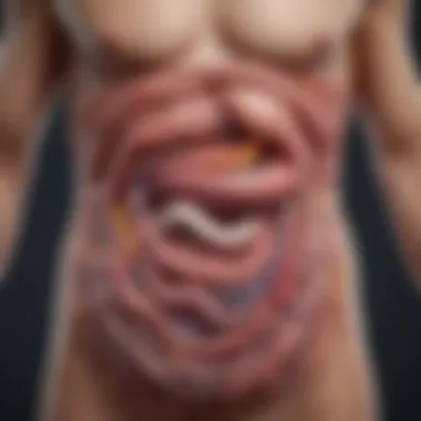 Understanding a Healthy Gut Illustration of a healthy gut with a balanced microbiome