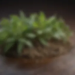 Close-up of a herbal remedy used for fighting parasites