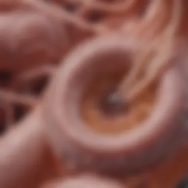 Illustration of various types of parasites affecting the digestive system