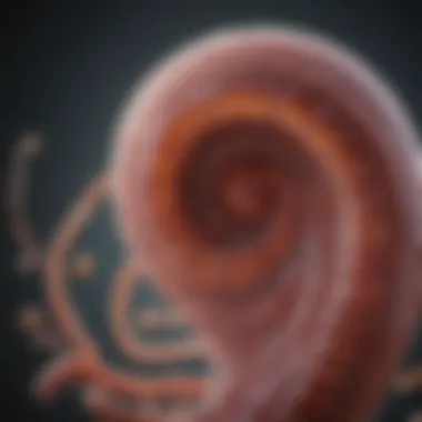 Common Intestinal Parasites Diagram of common intestinal parasites