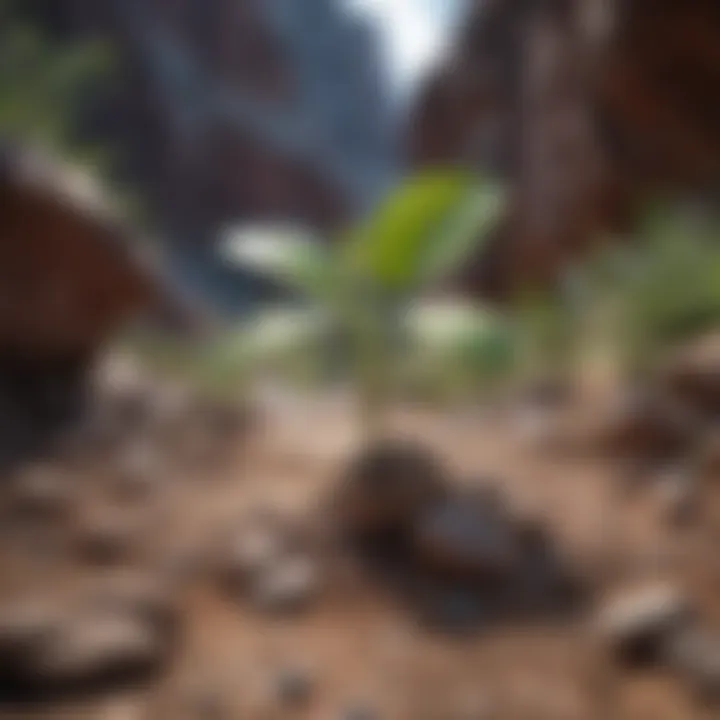 A blossoming plant emerging from rocky ground