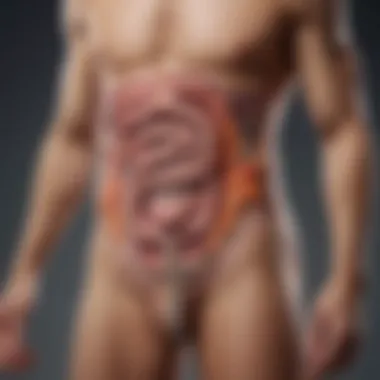 Holistic View of Gut Health and Well-Being Illustration of gut health impact on overall well-being