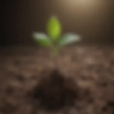 Illustration of a seedling growing from soil, representing growth and renewal