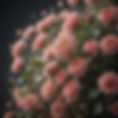 The Blossoming of Gratitude A close-up of blooming flowers symbolizing growth