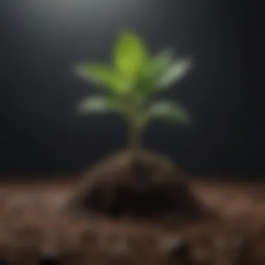 Visual metaphor of a seed growing into a flourishing plant representing personal growth