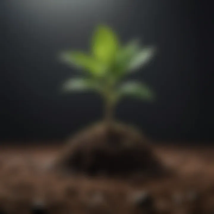 Visual metaphor of a seed growing into a flourishing plant representing personal growth