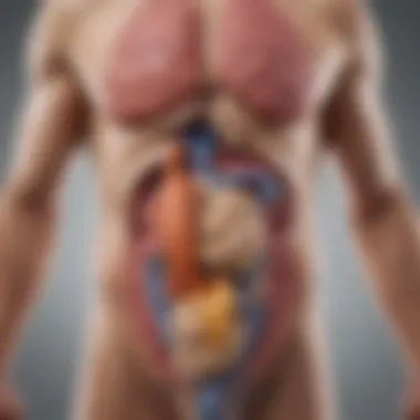 Serotonin and the Gut-Brain Axis Digestive system connection to serotonin