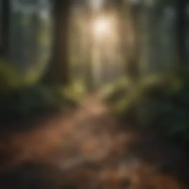 Nature's Reflections Sun shining through dense forest trees casting shadows on the ground