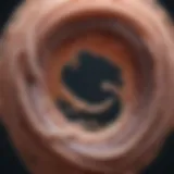 Lifecycle of a tapeworm illustrating its stages