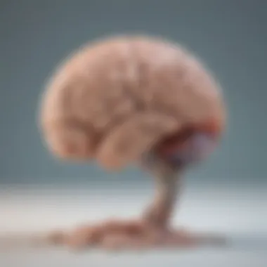 The Brain and Emotional Response An illustration showing the brain's response to stimuli