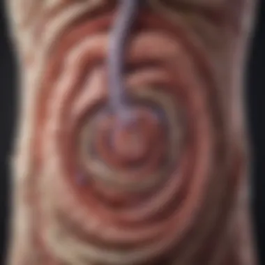 Intestinal Integrity and Gut Health Illustration depicting the intestinal lining and its role in gut health