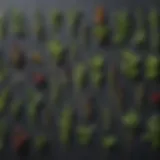 Close-up of various herbs used in parasite tinctures