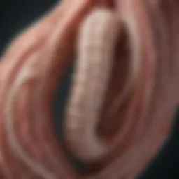 Illustration of tapeworm anatomy