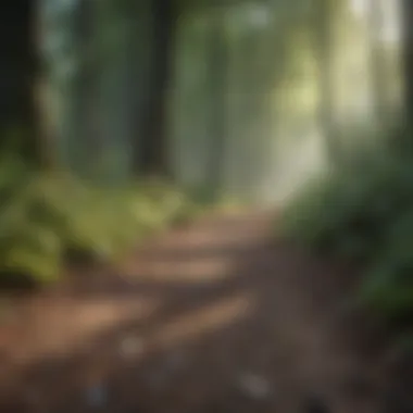 Journey to Wellness A tranquil path in a forest embodying the journey to wellness